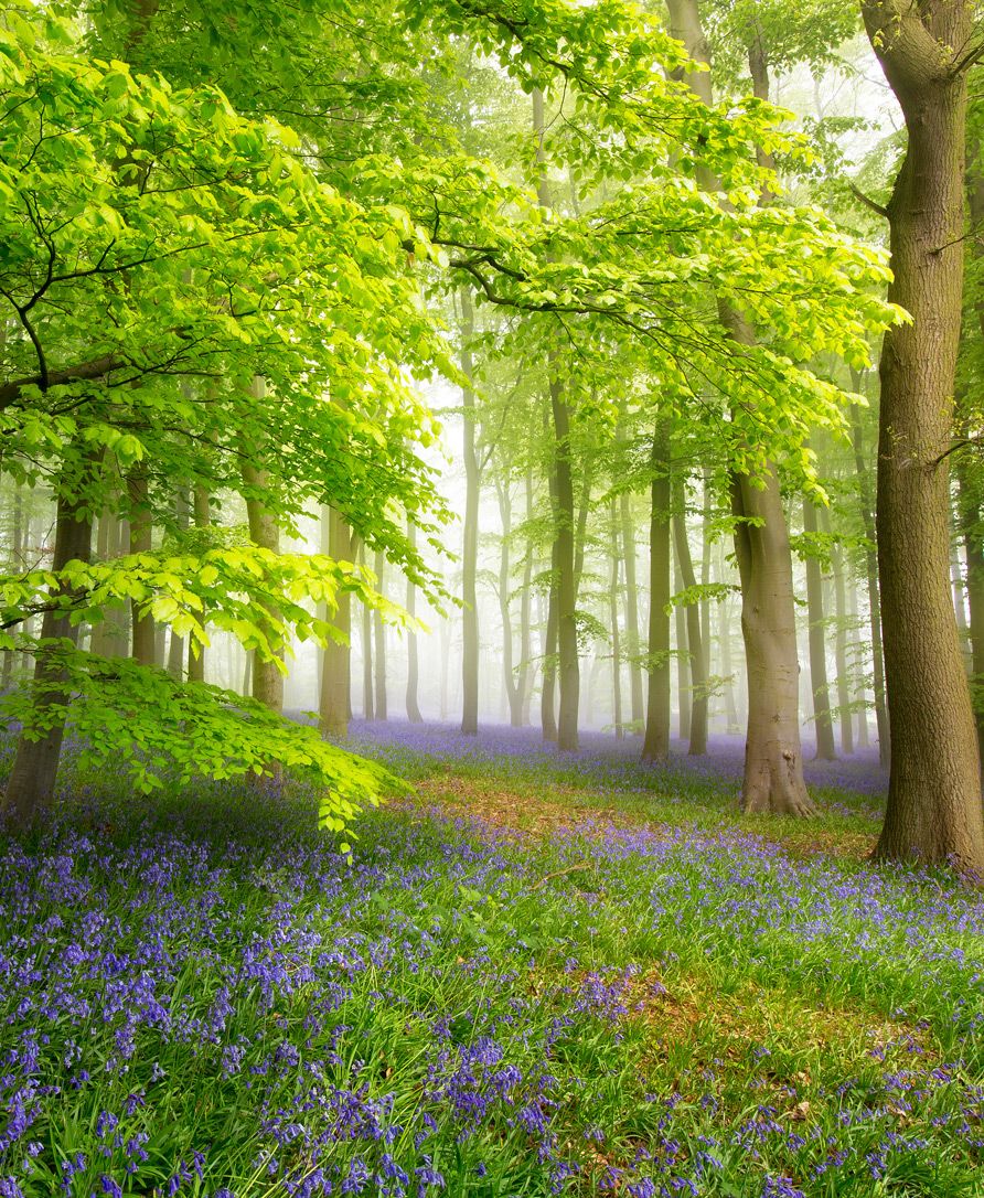 Forest with Trees 1 Forest with Trees 1